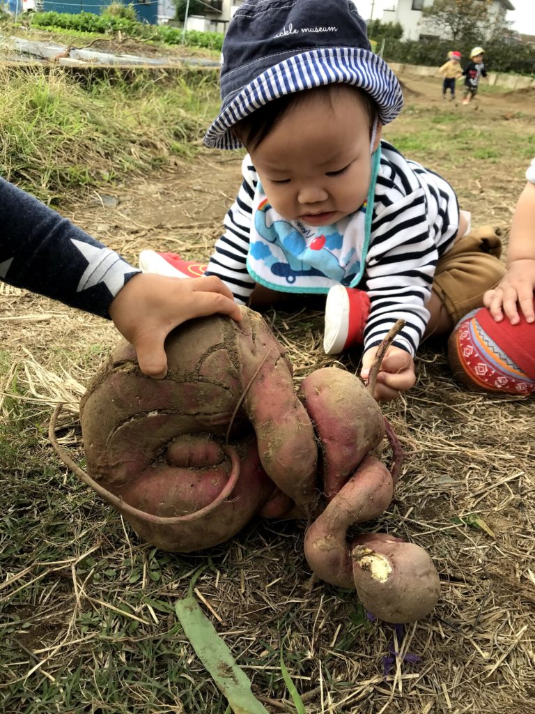 今週のまんまる
