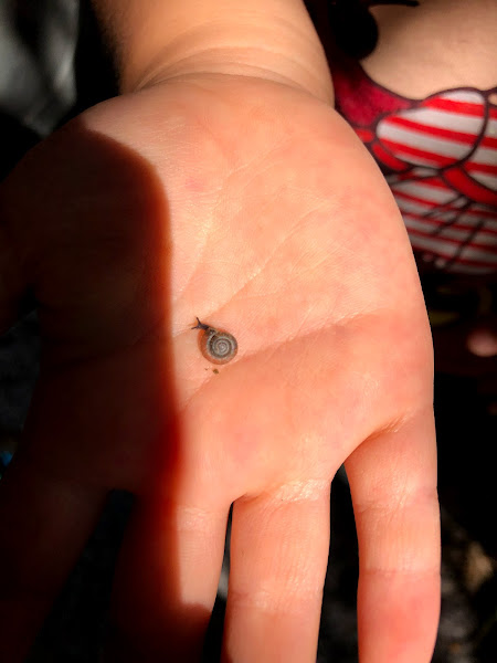 今週のまんまる