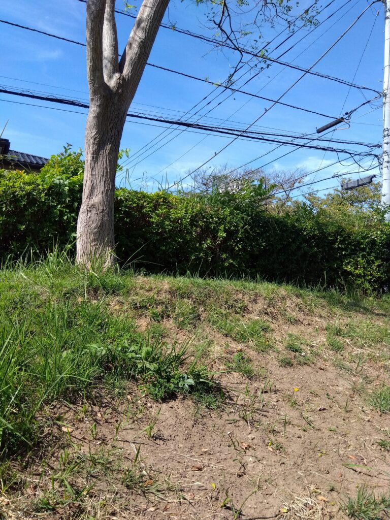 今週のまんまる