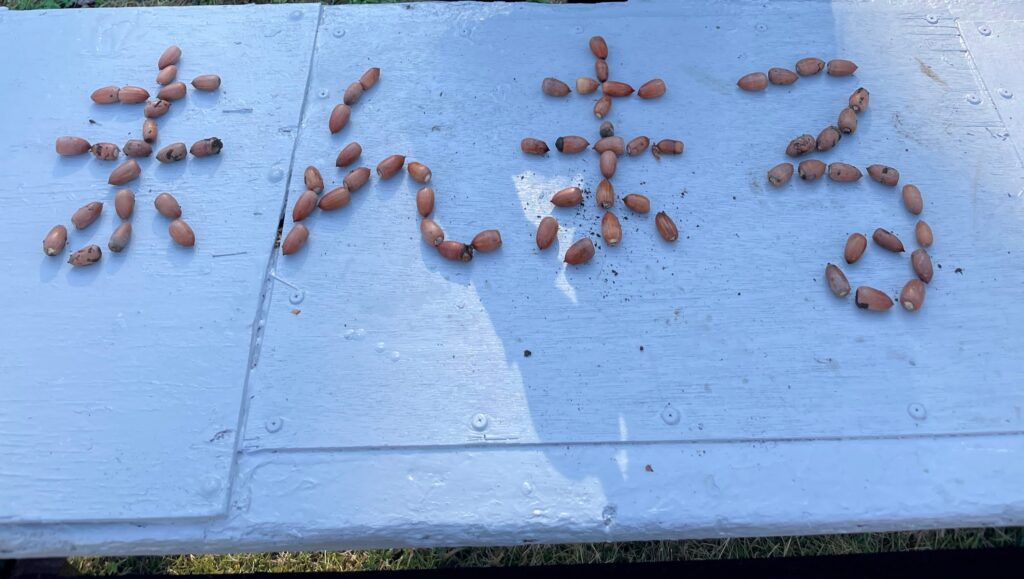 今週のまんまる