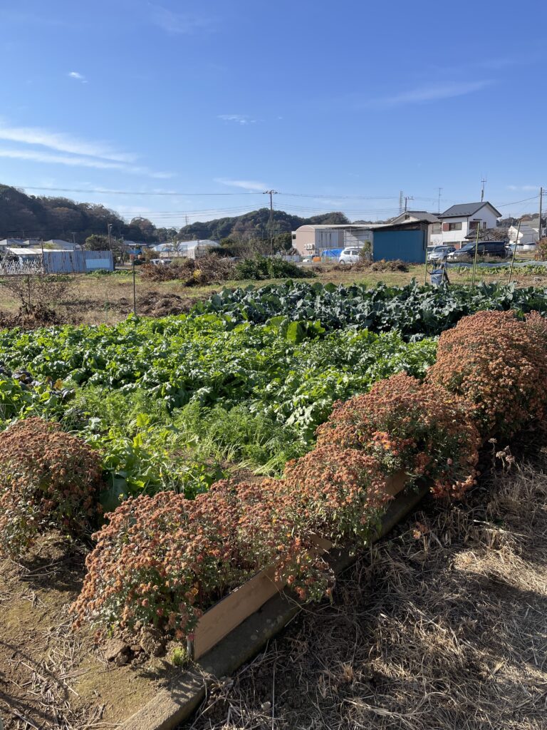 今週のまんまる