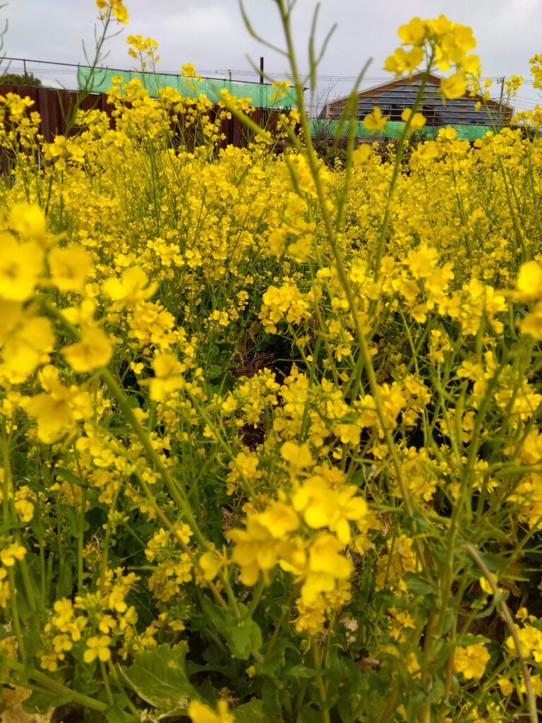 今週のまんまる　お誕生日会🎉